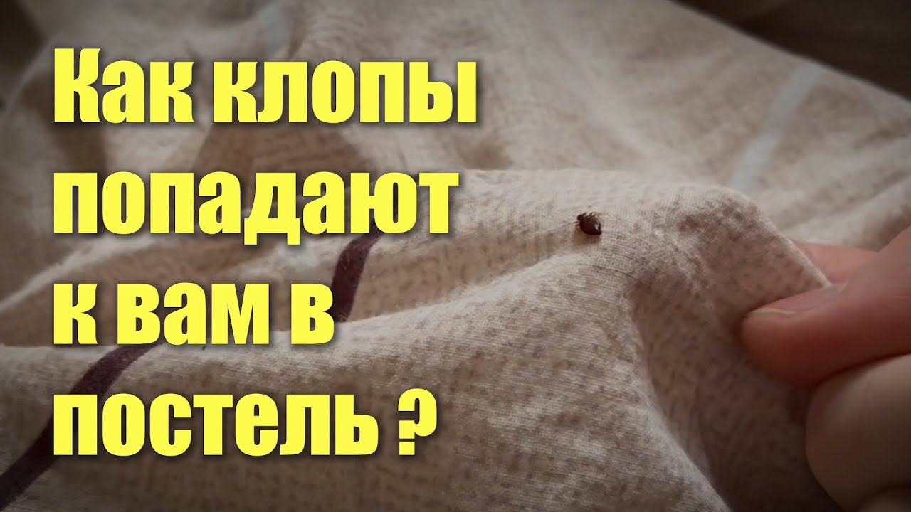 Причины появления постельных клопов в квартире post thumbnail image